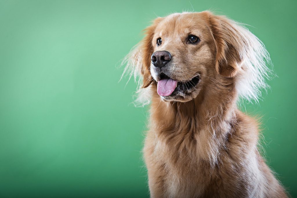 portrait-of-golden-retriever-dog